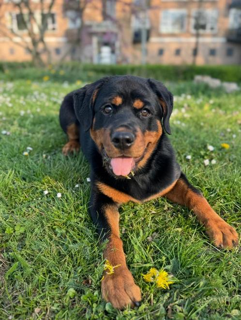 Rottweiler pup teef 5 maanden, Dieren en Toebehoren, Honden | Niet-rashonden, Groot, Teef, Particulier, Eén hond, Nederland, 15 weken tot 1 jaar