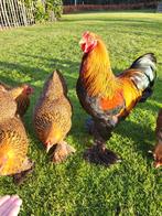 Brahmakriel meerzomig patrijs, Meerdere dieren, Kip