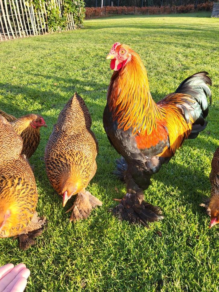 Brahmakriel meerzomig patrijs, Dieren en Toebehoren, Pluimvee, Kip, Meerdere dieren