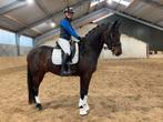Te koop; Romantic Date - Talent, Uitstraling en Betrouwbaar, Dieren en Toebehoren, Paarden, Ruin, Dressuurpaard, 3 tot 6 jaar
