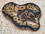 Python regius (redstripe) fire clown vrouw, Dieren en Toebehoren, Slang, 0 tot 2 jaar
