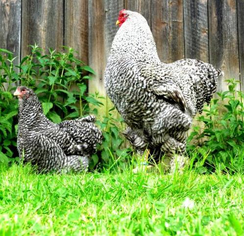 BRAHMA broedeieren koekoek groot ras 3€, Dieren en Toebehoren, Pluimvee | Toebehoren, Nieuw, Overige typen, Verzenden