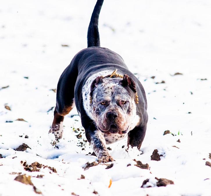 American Bully XL - Dekreu, Dieren en Toebehoren, Honden | Dekreuen, Reu, Particulier, Eén hond, Nederland, 1 tot 2 jaar, CDV (hondenziekte)