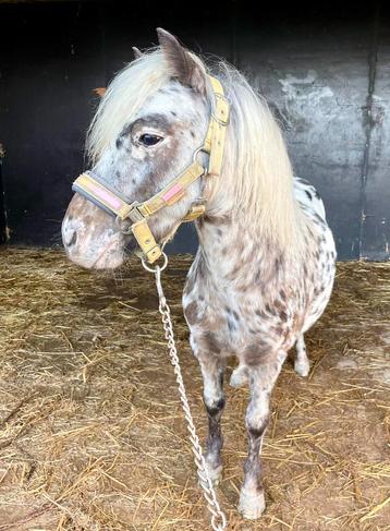 Lieve shetlander ruin te koop beschikbaar voor biedingen