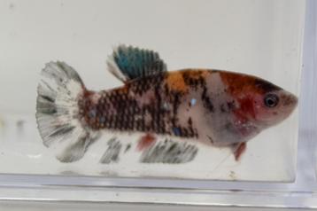 3 Betta Marble HMPK - Female beschikbaar voor biedingen