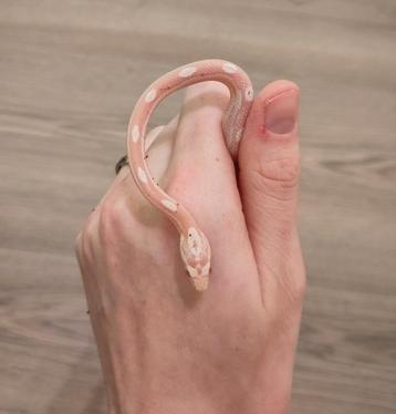 Rode rattenslang, Pantherophis guttatus, NK25 S Motley 0.0.1 beschikbaar voor biedingen