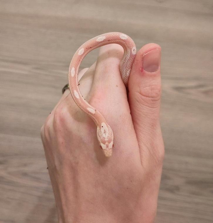 Rode rattenslang, Pantherophis guttatus, NK25 S Motley 0.0.1