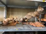 Opgezette Vos & Marter - Taxidermie, Verzamelen, Dierenverzamelingen, Ophalen of Verzenden