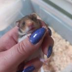 Verschillende Goud Hamsters, Dieren en Toebehoren, Hamster, Meerdere dieren, Tam, September