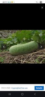 Waspompoen Te koop €5 ps, Tuin en Terras, Ophalen of Verzenden, Zo goed als nieuw, Minder dan 10 m²