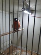 Noorse goudvink ( man ), Dieren en Toebehoren, Vogels | Overige Vogels, Mannelijk, Wildzangvogel, Geringd