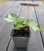 Div. biologische (Phytophtora resistent) moestuin planten, Tuin en Terras, Planten | Tuinplanten, Ophalen, Volle zon, Groenteplanten