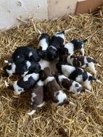 Heidewachtel/Friese Stabij/Wetterhoun pups, Meerdere, 8 tot 15 weken, Meerdere dieren, Nederland