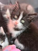 Kittens zoeken forever home, Dieren en Toebehoren, Kater, Kortharig, 0 tot 2 jaar