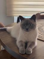 Britse korthaar Blue Point, Poes, Gechipt, 3 tot 5 jaar