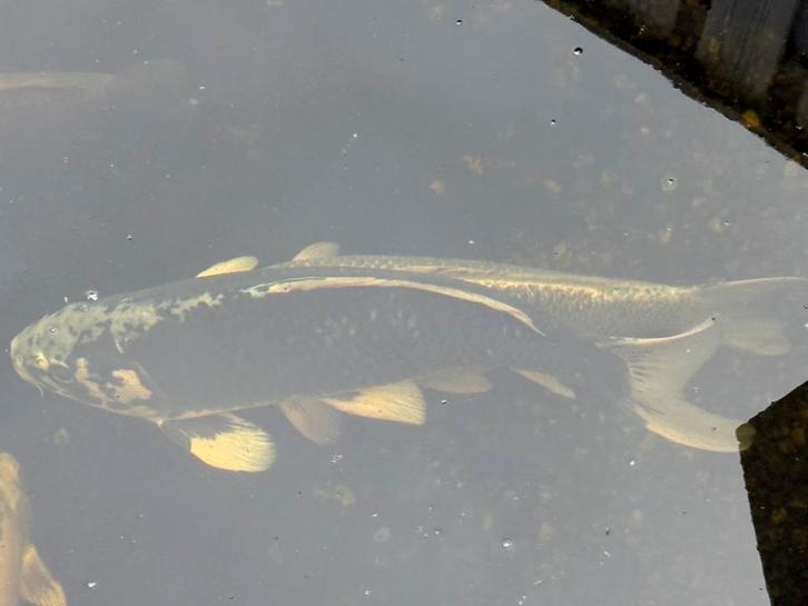 Te koop koi karpers, Dieren en Toebehoren, Vissen | Vijvervissen, Karper of Koi