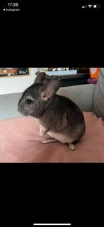 Chinchilla’s, Dieren en Toebehoren, Chinchilla, Mannelijk, December, Tam