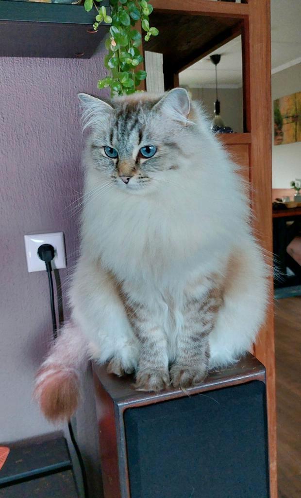 Ragdoll poes seal lynx, Dieren en Toebehoren, Katten en Kittens | Raskatten | Langhaar, Poes, 0 tot 2 jaar, Gechipt, Ontwormd