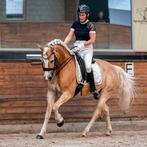 Knappe Haflinger Z dressuur te koop, Ruin