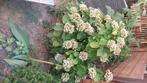 hortensia, Vaste plant, Halfschaduw, Zomer, Ophalen