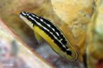 Julidochromis ornatus  2 koppels bewezen, Dieren en Toebehoren, Vissen | Aquariumvissen