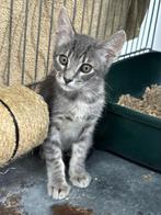 ACE: Berlioz, wie geeft hem nu een heerlijk leven?, Kater, Kortharig, 0 tot 2 jaar