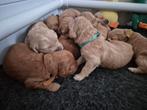 Medium Australian labradoodle pups met stamboom achtergrond, 8 tot 15 weken, Meerdere, Meerdere dieren, Middel