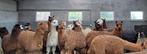 Grote groep Alpaca merries, Dieren en Toebehoren, Overige Dieren, Mei, Meerdere dieren
