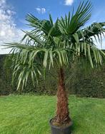 Winterharde Palmbomen Trachycarpus Fortunei in Pot., Bloeit niet, 100 tot 250 cm, Palmboom, Ophalen
