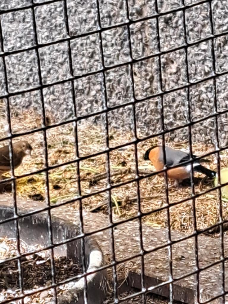 Gezocht Europese goudvink