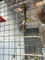 Putter, Dieren en Toebehoren, Vrouwelijk, Bastaard