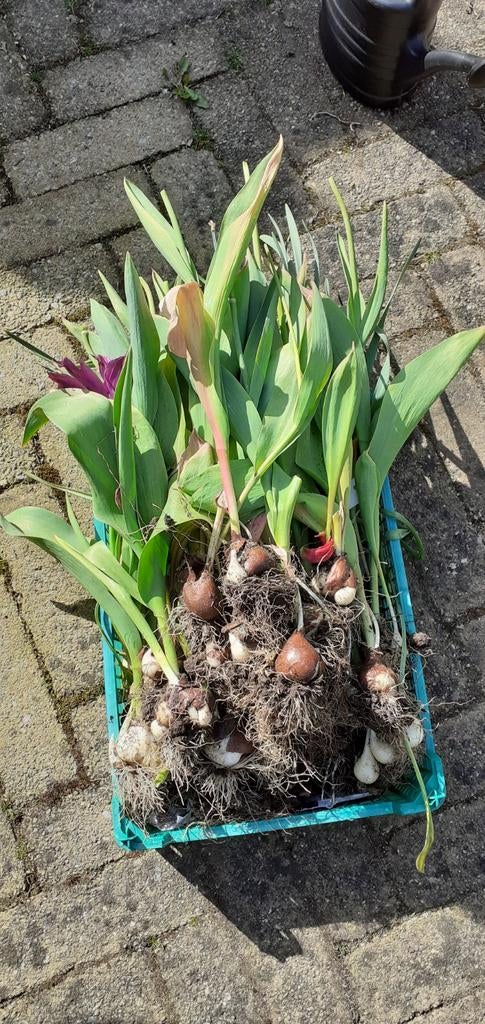 Diverse soorten tulpen, narcissen en blauwe druifjes, Ophalen, Najaar, Volle zon, Bloembol