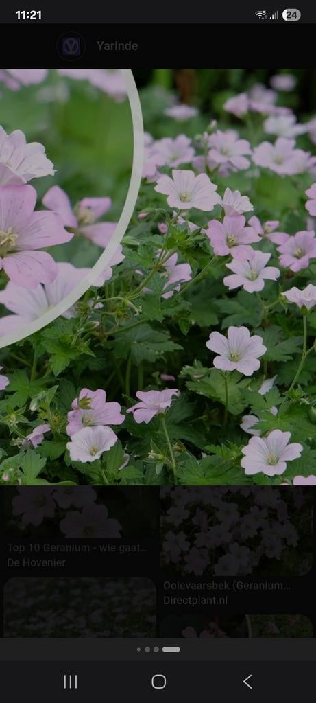 Grote potmaat Geranium (ooievaarsbek) roze laagblijvend, Ophalen, Overige soorten
