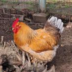 Mooie gezonde haan te koop!, Dieren en Toebehoren