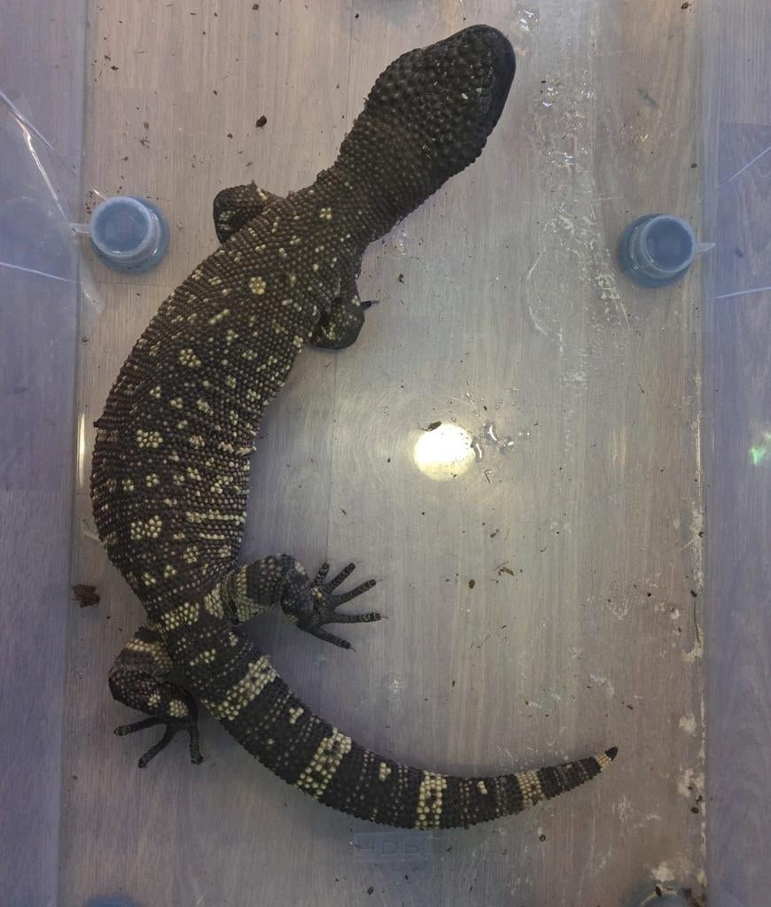 Heloderma horridum exasperatum TE RUIL, Schildpad, 0 tot 2 jaar