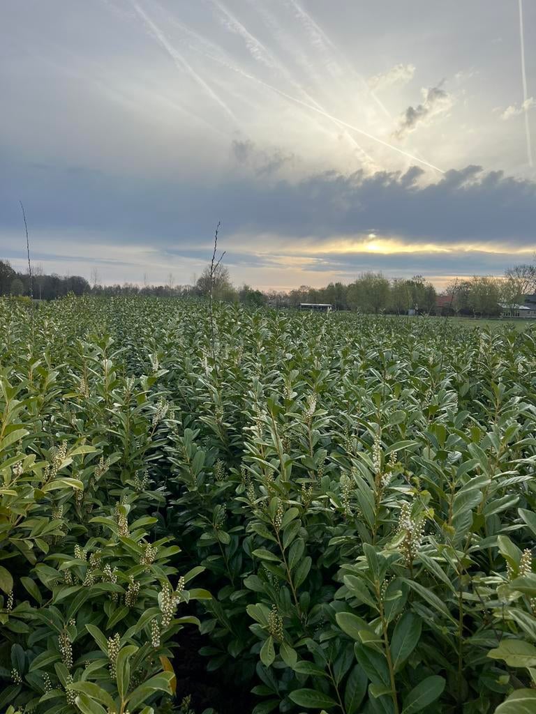 Laurier Novita en genolia - 125-175 cm Prunus  - Actieprijs, Tuin en Terras, Planten | Tuinplanten, Vaste plant, Halfschaduw, Zomer