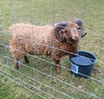 Ouessant ram 2023, Mannelijk, Schaap