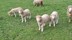 6 poll Dorset schapen  bokken zuiver ras., Mannelijk, Schaap
