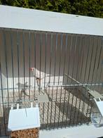 Jonge zebravinken, Dieren en Toebehoren, Vogels | Overige Vogels, Meerdere dieren