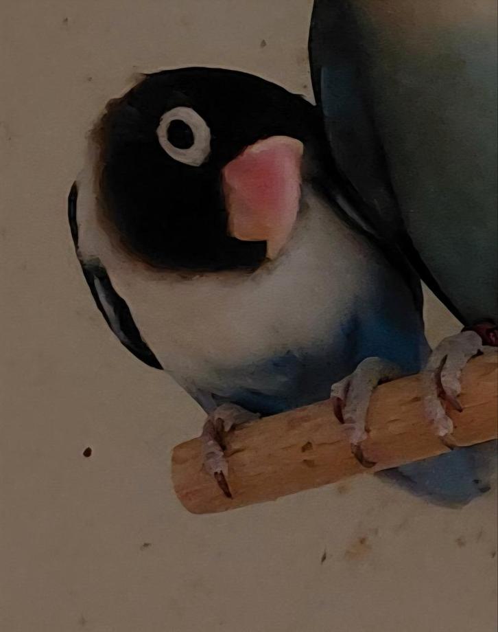 Broedrijpe Agapornis personatus personata, Dieren en Toebehoren, Vogels | Parkieten en Papegaaien, Dwergpapegaai of Agapornis