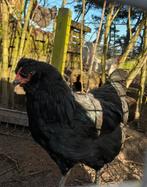 Groenlegger haan, olijf legger, easter egger, AraucanaXolijf, Mannelijk, Kip