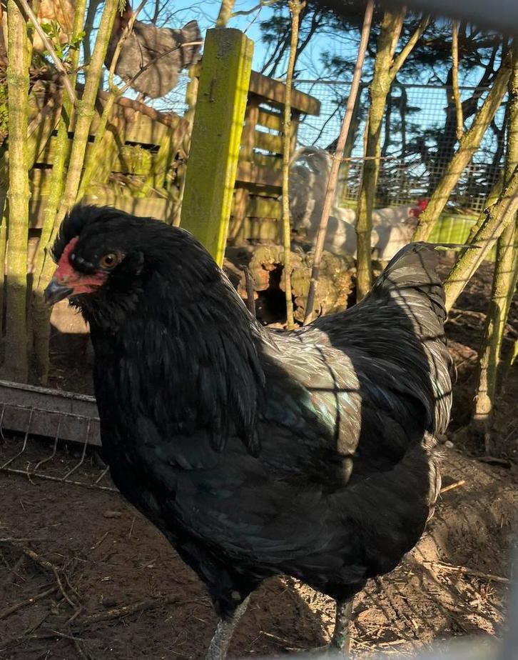 Groenlegger haan, olijf legger, easter egger, AraucanaXolijf, Dieren en Toebehoren, Pluimvee, Kip, Mannelijk