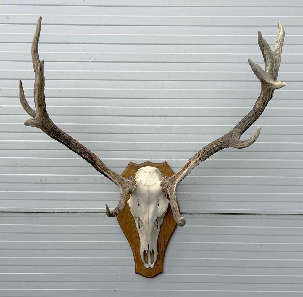 Decoratief EDELHERT GEWEI 12-ender op eikenhouten schild, Ophalen, Gebruikt, Hert, Gewei of Kop