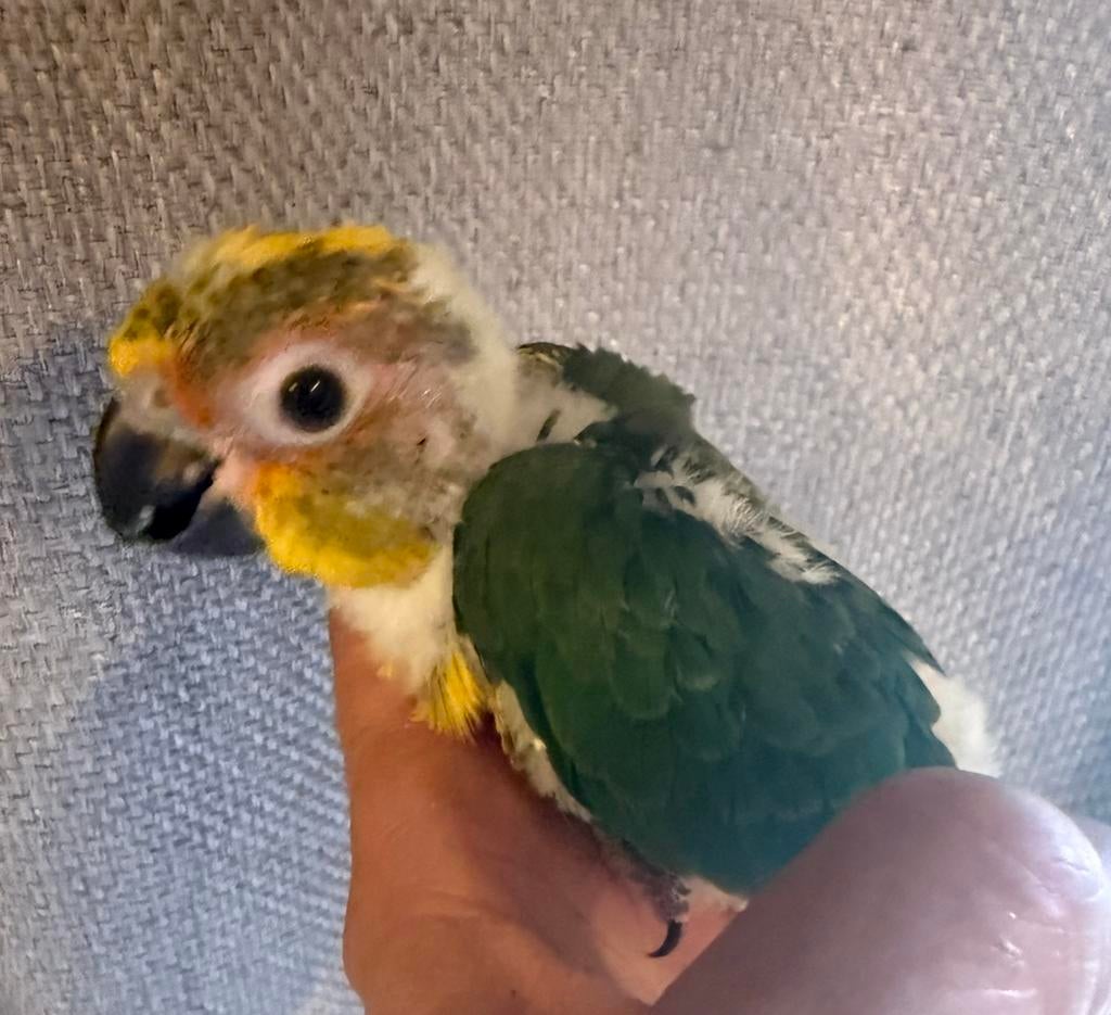 Tamme jonge zonparkiet 2026, Geslacht onbekend, Parkiet, Geringd