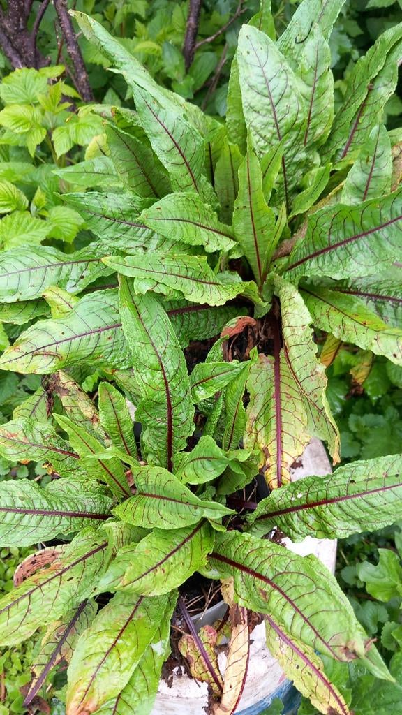 Bloedzuring plant - decoratief en eetbaar, Ophalen, Vaste plant, Halfschaduw, Kruiden