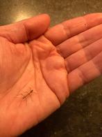 Wandelende takken gratis ophalen, Wandelende tak