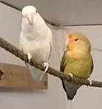 Agapornis Roseicollis dwergpapegaai koppel te koop, Meerdere dieren, Dwergpapegaai of Agapornis, Tam