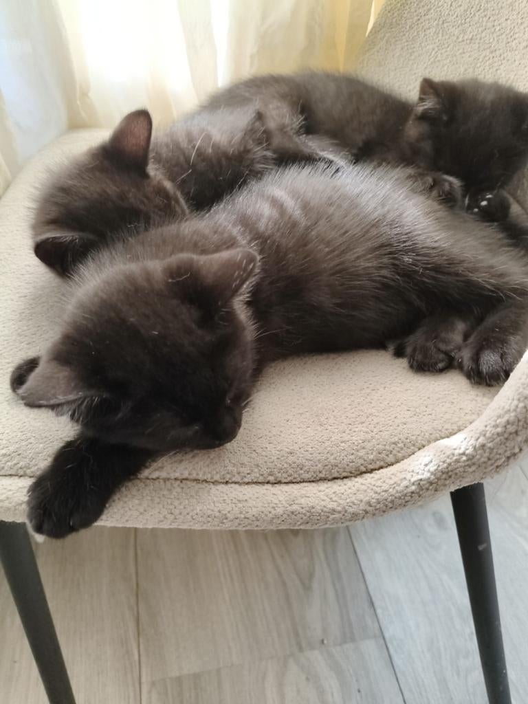 Britse korthaar kittens te koop, Dieren en Toebehoren