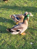 Koppel eenden, kuifeend, aan het leg, Meerdere dieren, Eend