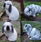 Lieve gecastreerde rammen, Dieren en Toebehoren, Mannelijk, Dwerg, Hangoor